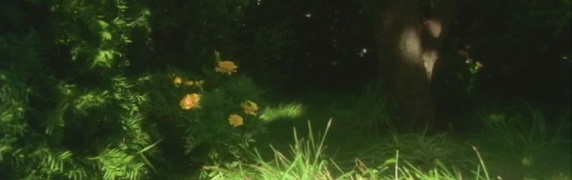 screen capture of Flowers In The Shadow