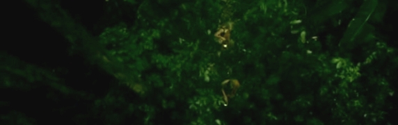 screen cap of Phobia 2
