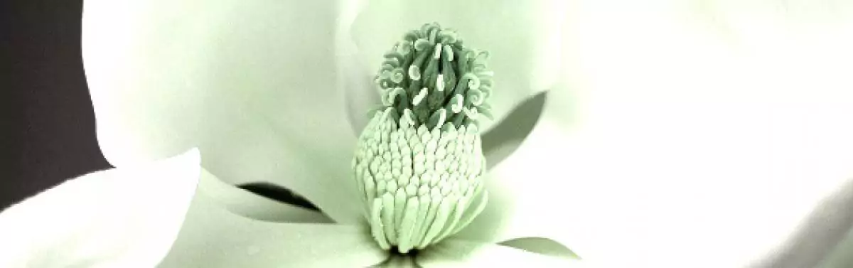 the core of a magnolia flower