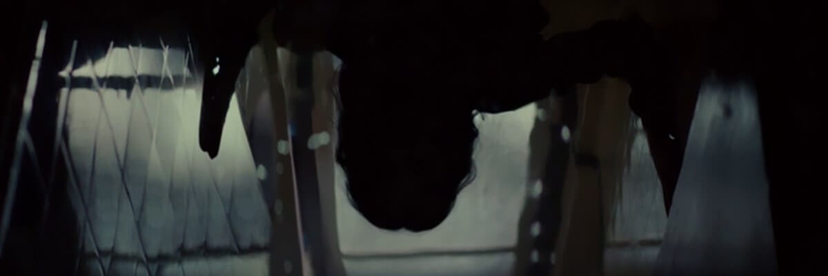 The Butterfly Tree screencap