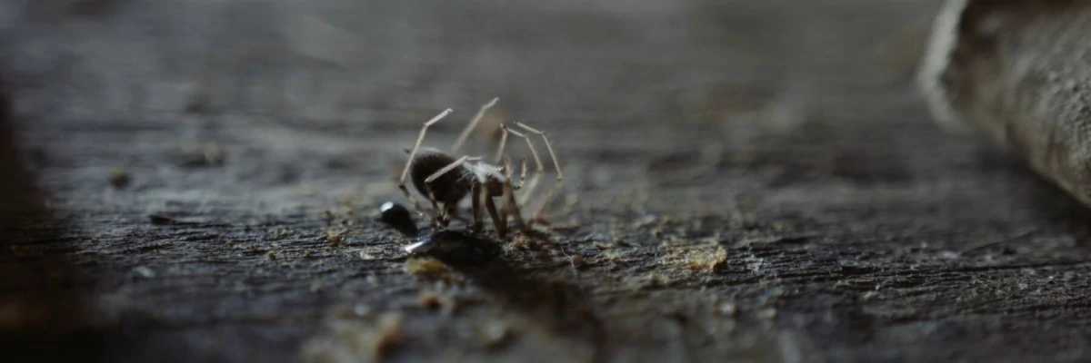 screen capture of The Head Hunter