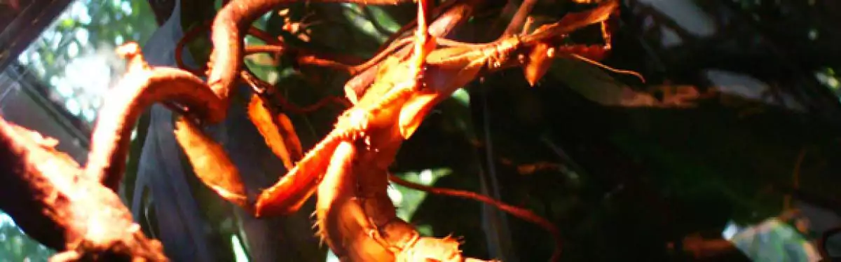 huge mantis, hanging upside down