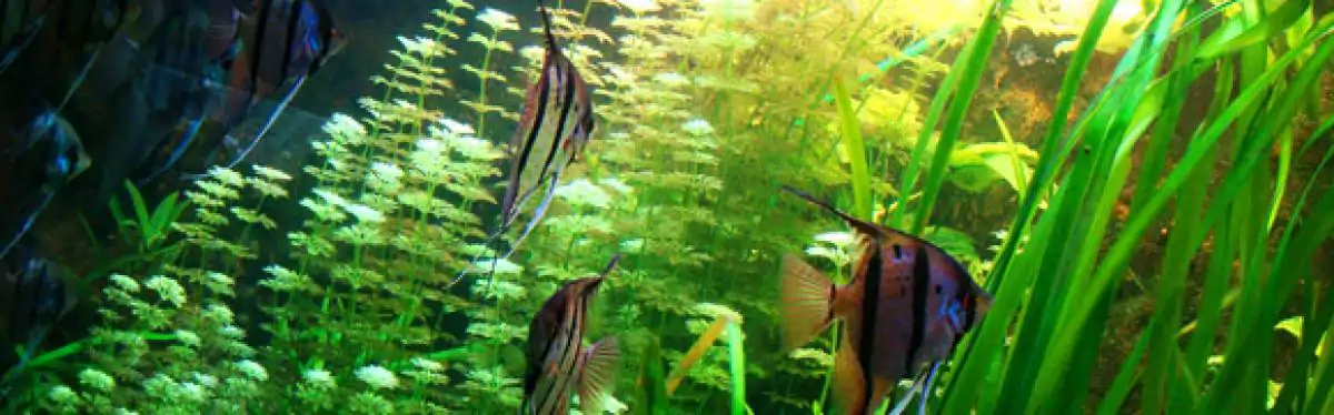 fish and flora inside a fish tank