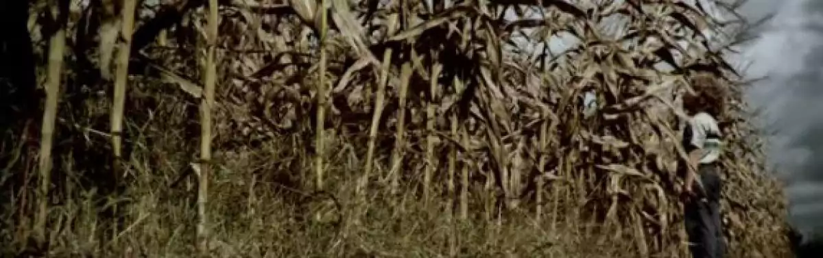 The Fields