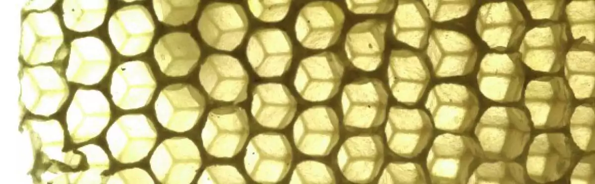 dissecting the honeycomb