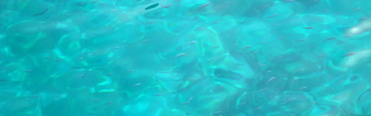 fish swimming in the sea, you don't even need goggles to see them